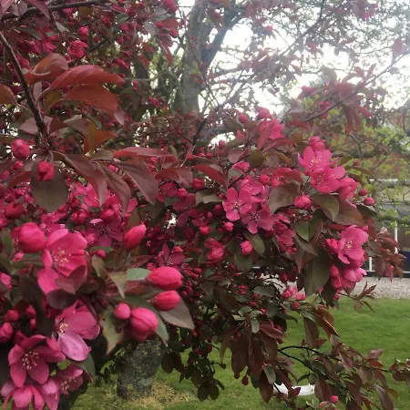 Guldbjerghus 3* Bogense